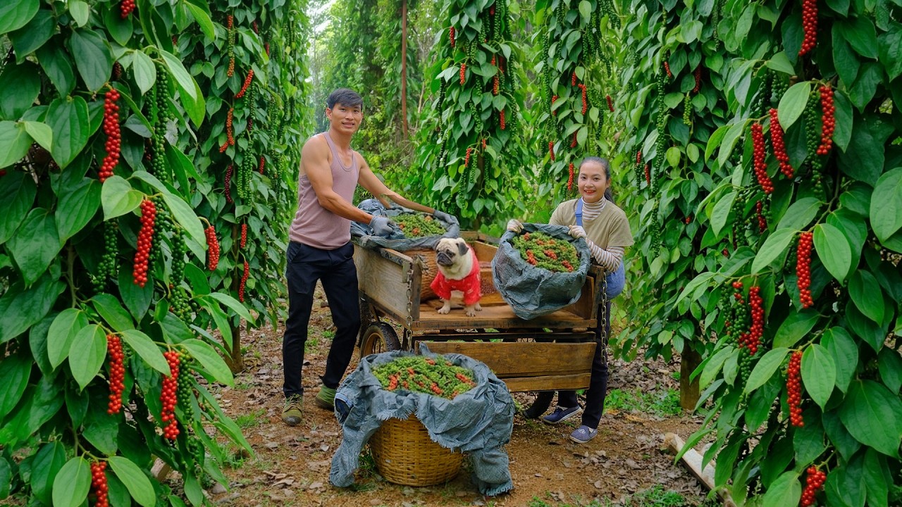 Harvest Pepper For My Sister To Sell At Market&ndash; Cook Porridge And Black Pepper Beef &ndash; Daily Farming