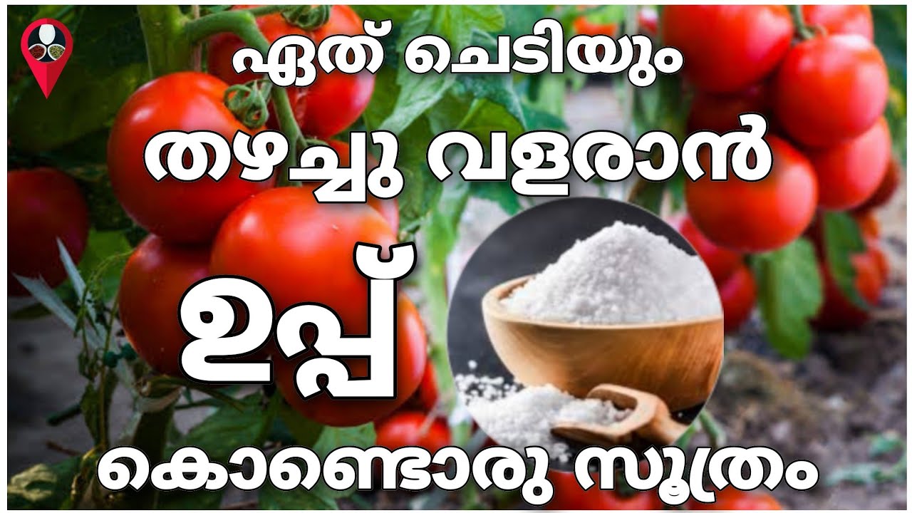 കാട് പോലെ പച്ചക്കറി തോട്ടം | Vegetables cultivation and farming | Prs kitchen krishi | EPSom Salt