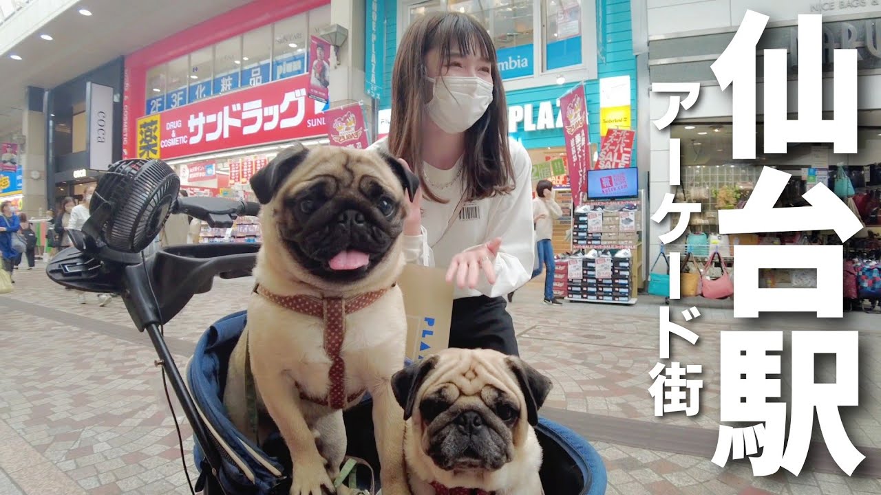 【車中泊の旅】仙台で食べ歩きしてたら大人気でアイドルになっちゃったパグ