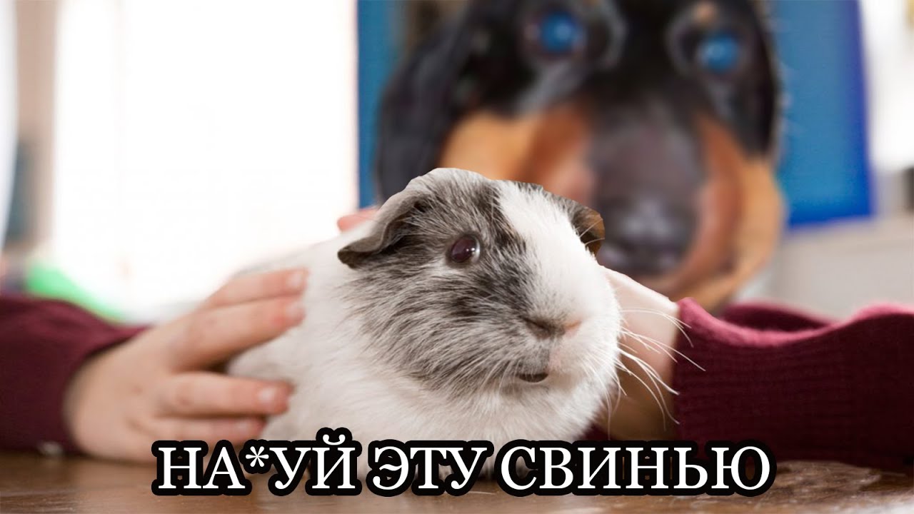 Dawg | Морская свинка и самолёт Влада А4