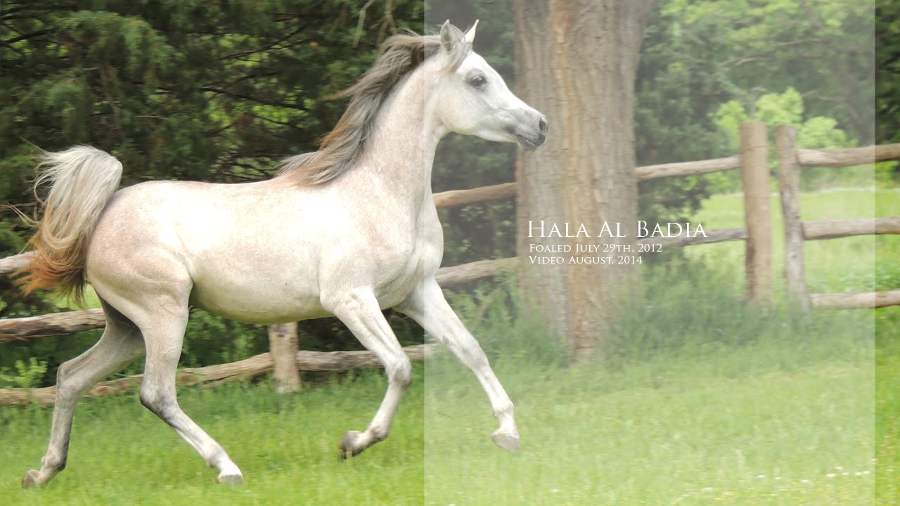 Hala Al Badia ( Kamal Ibn Adeed x Hanaa Al Badia ) Straight Egyptian Grey Arabian Mare