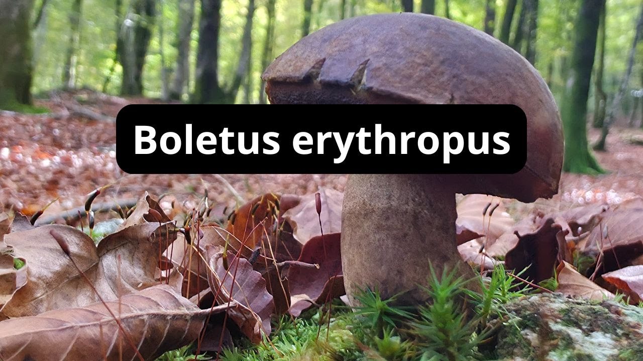 Boletus erythropus Neoboletus luridiforme