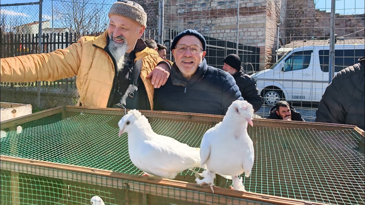 Edirnekapı kuş güvercin pazarı YENİ videomuz LOADİNG... 8 mart özel videomuzu kaçırmayın 🕊️🕊️🕊️