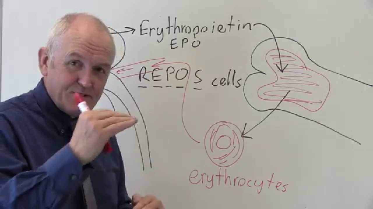 EPO stands for eythropoietin.