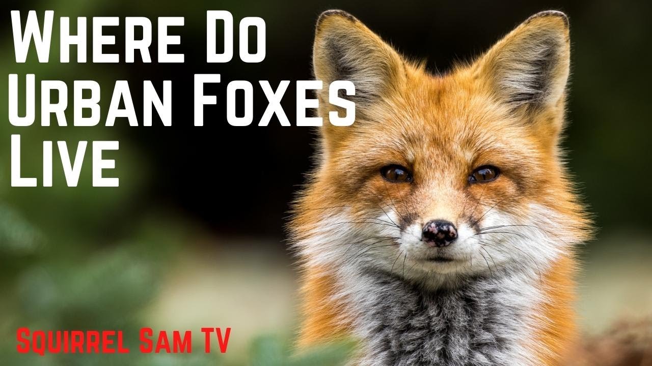 Where do Urban Foxes Live 🐿️❤️ Fox Facts