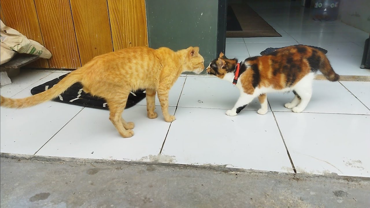 Beda kasta,Kucing Calico bertemu kucing kampung jalanan 🥲