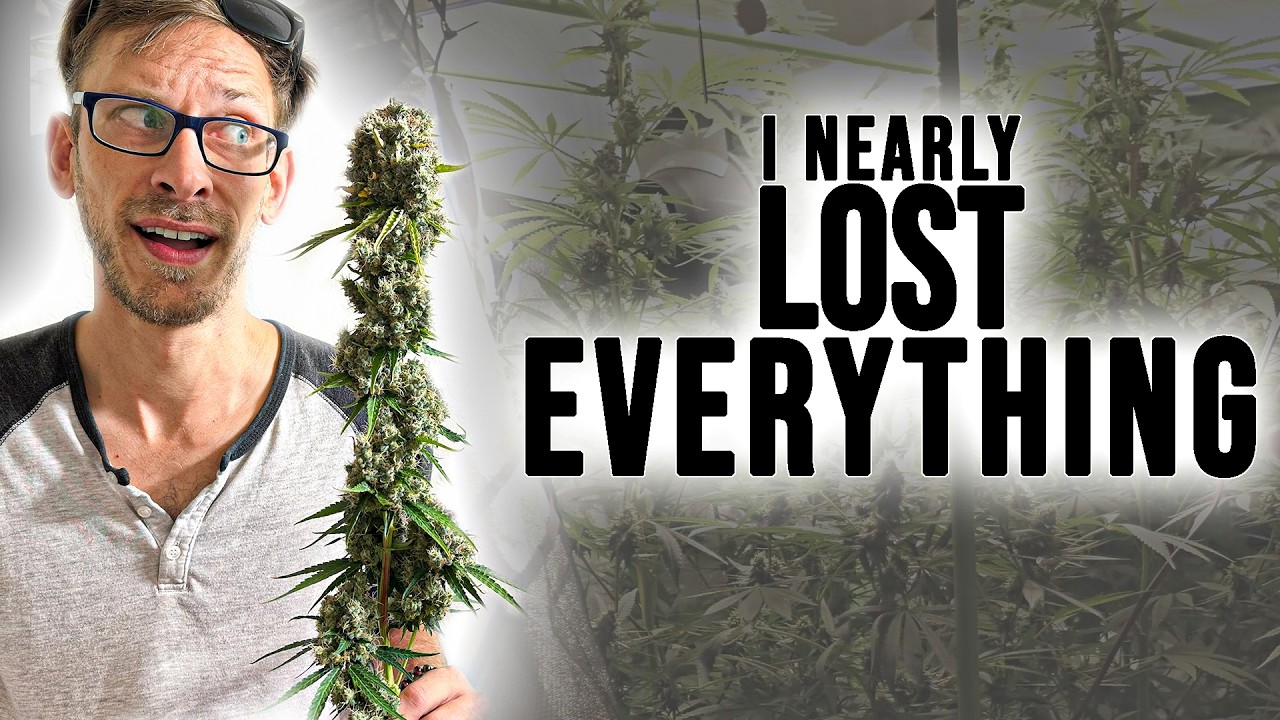 Hydroponic Weed Grow From Seed To Harvest | 1 Pound 1 Plant 1st Grow Deep Water Culture Cannabis