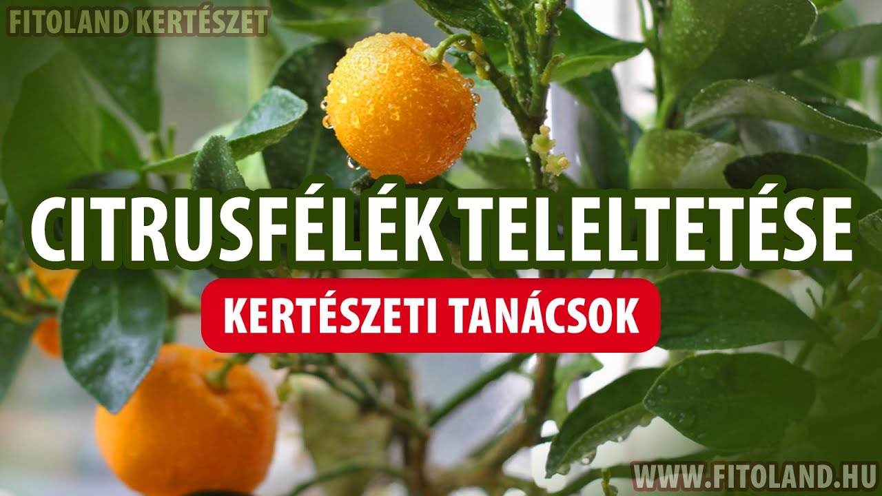 Mediterrán növények, citrusfélék teleltetése - kertészeti tanácsok