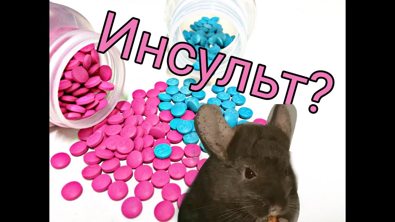 Инсульт у шиншиллы, схема лечения!