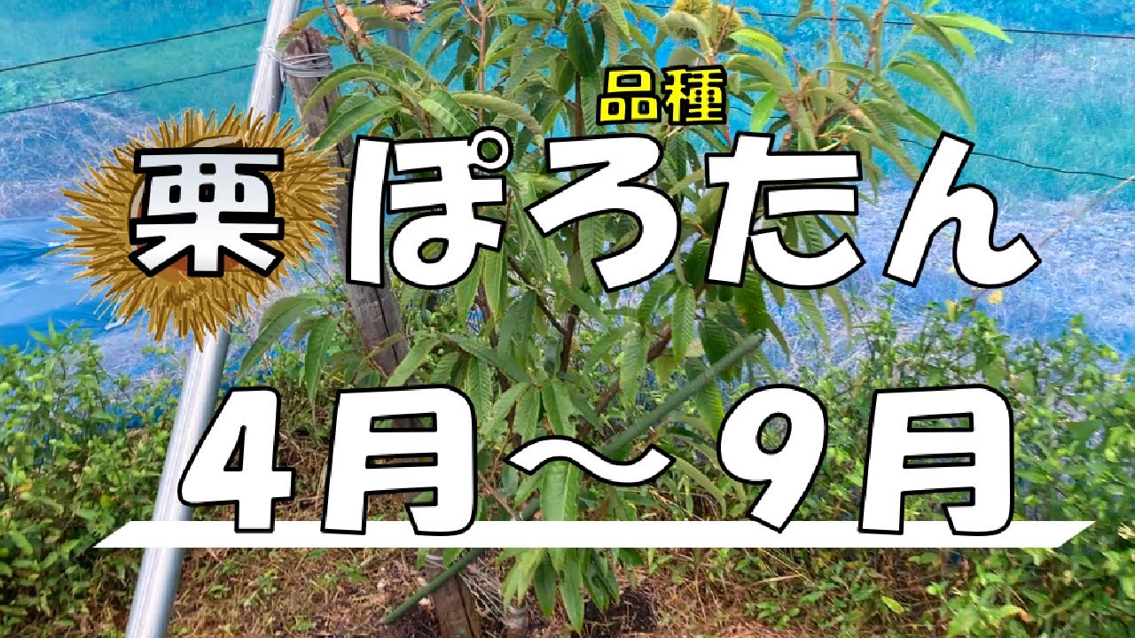栗栽培　2023年4月～9月【ぽろたん】