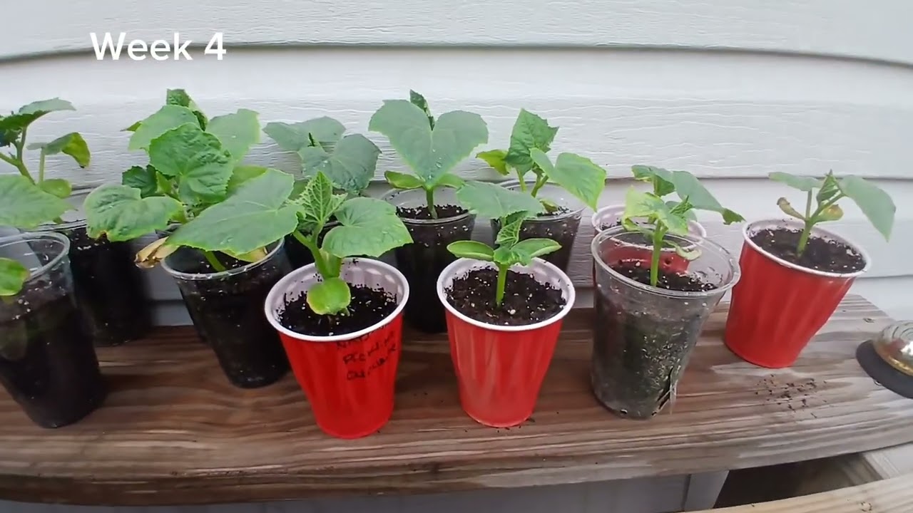 Growing cucumbers from seed to Harvest (National pickling)
