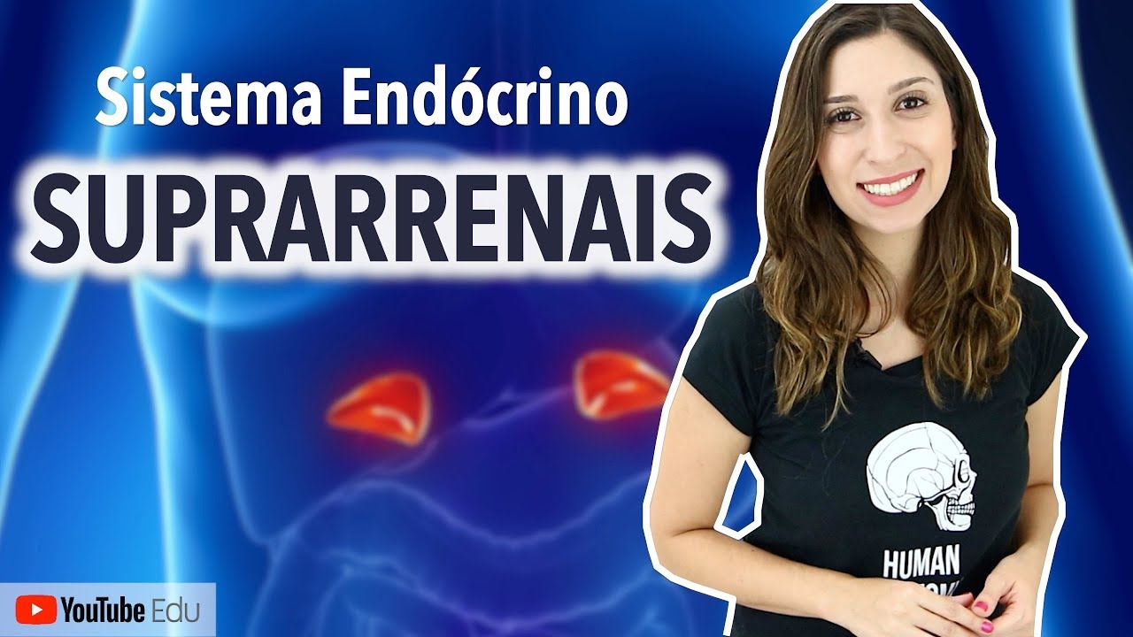 Suprarrenais: Sistema End&oacute;crino | Anatomia e etc
