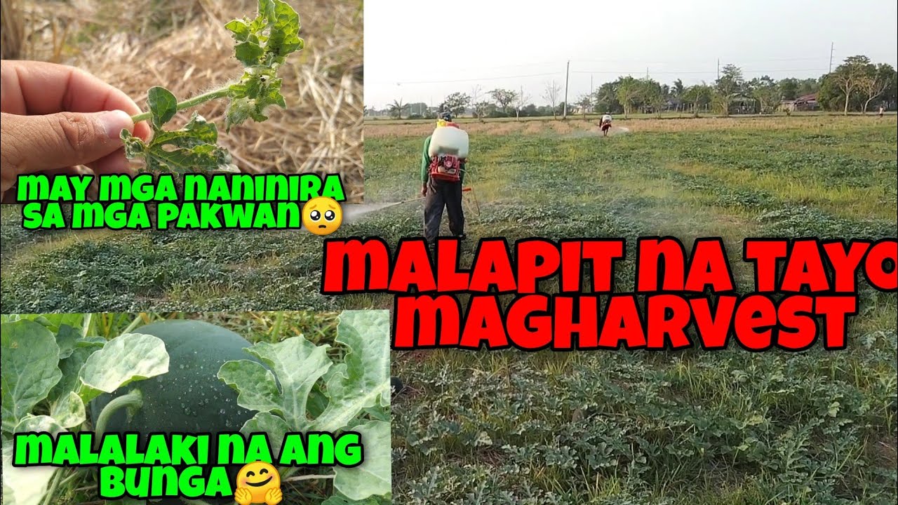 WATERMELON FARM | Mahal na gamot ang kailangan | pagspray ng pang.uod