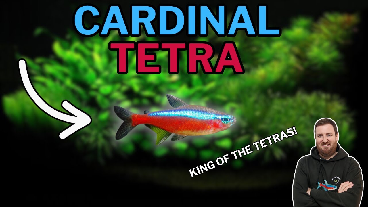 Cardinal Tetra: ВСЁ, что вам нужно знать! Полное руководство по уходу