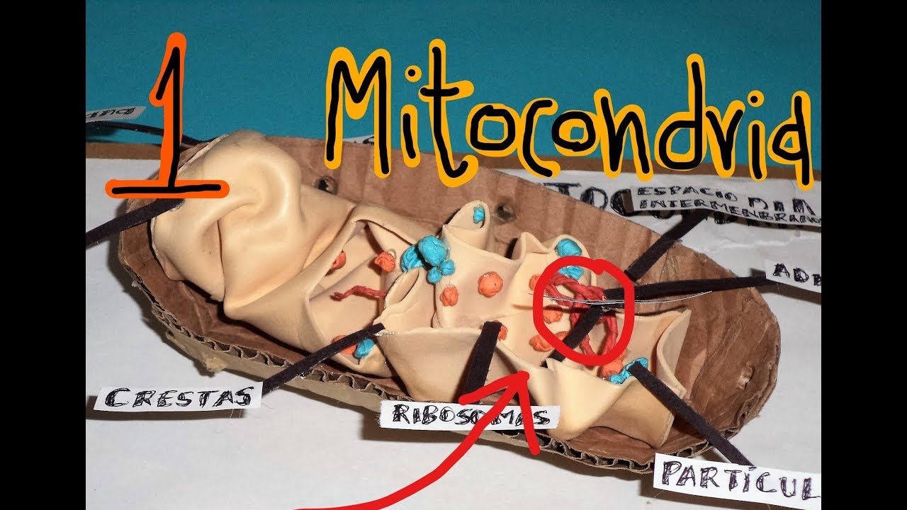 Mitocondria 1 (estructura)
