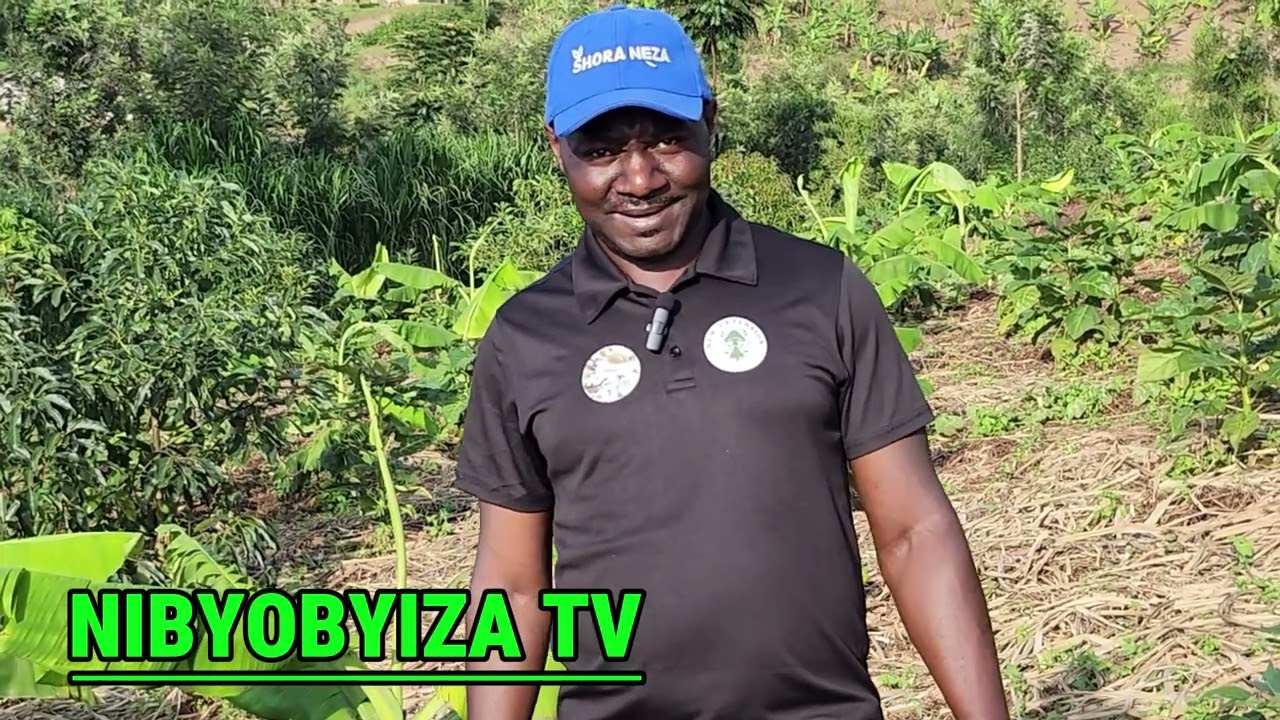 Biratangaje!😲 Insina imwe yera igitoki cy’ibiro 80Kg🫨 Dore uko insina ziba zigomba guhingwa.