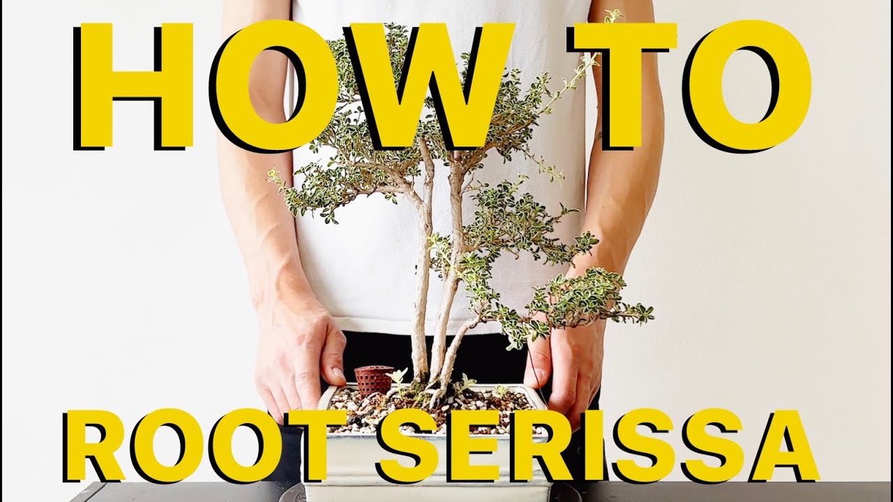 How to root Serissa bonsai cuttings in 3 weeks + 3 years progression 4K