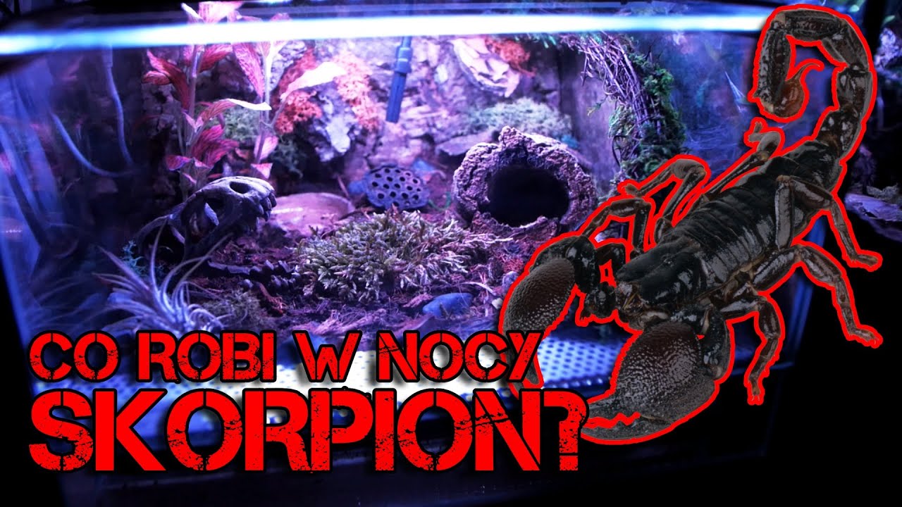 Heterometrus petersii - co skorpion robi w nocy?