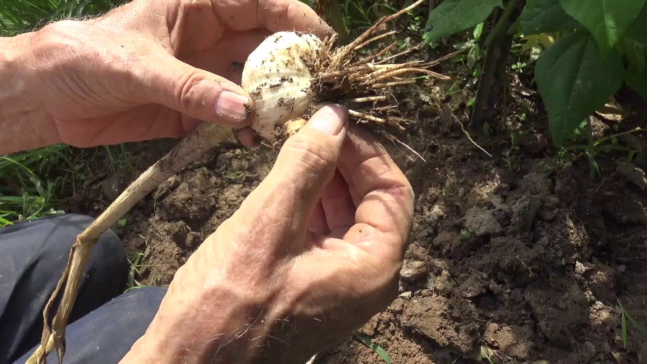 GARLIC HARVEST *SECRETS*  (OAG)