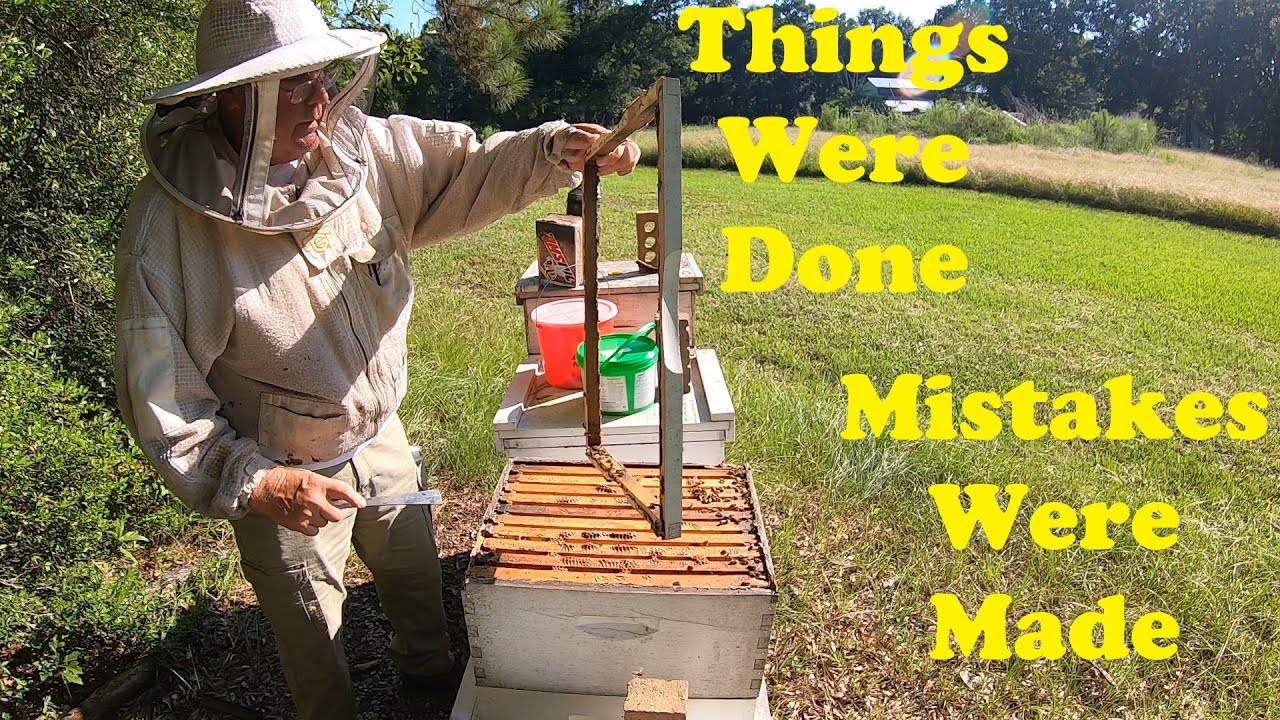 Beekeeping Decisions | Resulting Mistakes | Mites & Robbing