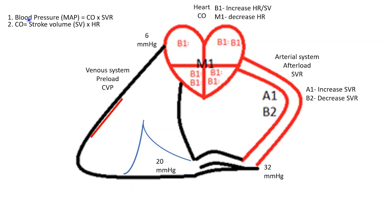 Vasopressors and shock