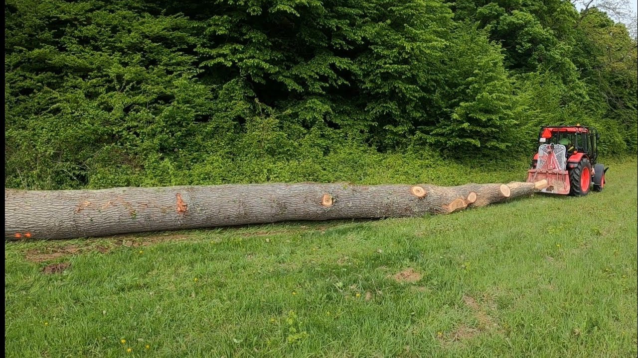 Wycinka pięknych i grubych dębów Stihl ms 500i, Zetor Proxima, Praca w lesie, Amles
