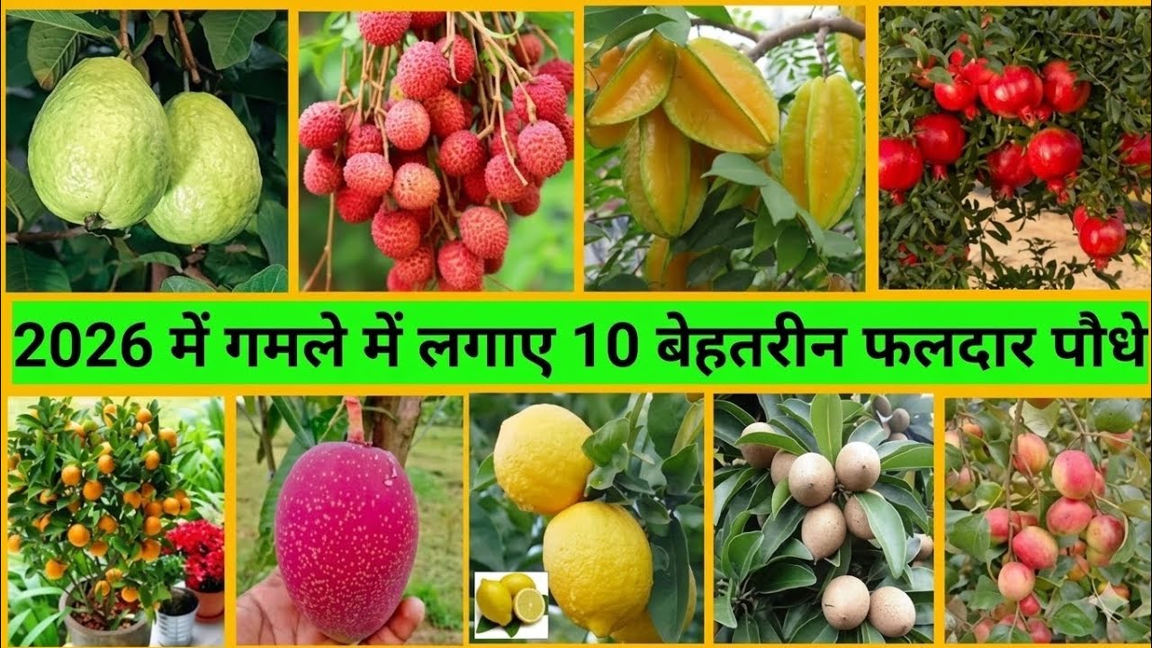 Top 10 fruiting plants 🍓#garden#gardening #plants #nature #fruit #gardeningideas #youtube #trending