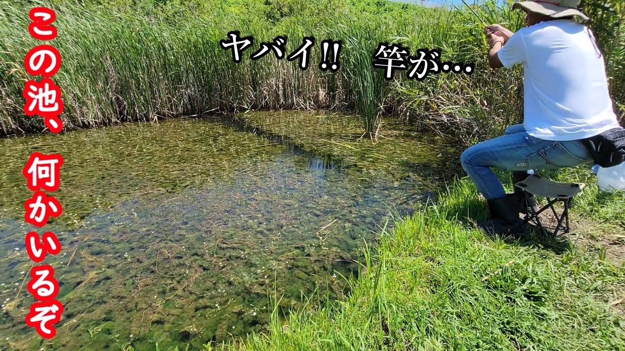 【小物釣り】小さな野池で釣りをしたら…突然強烈な引きに襲われた