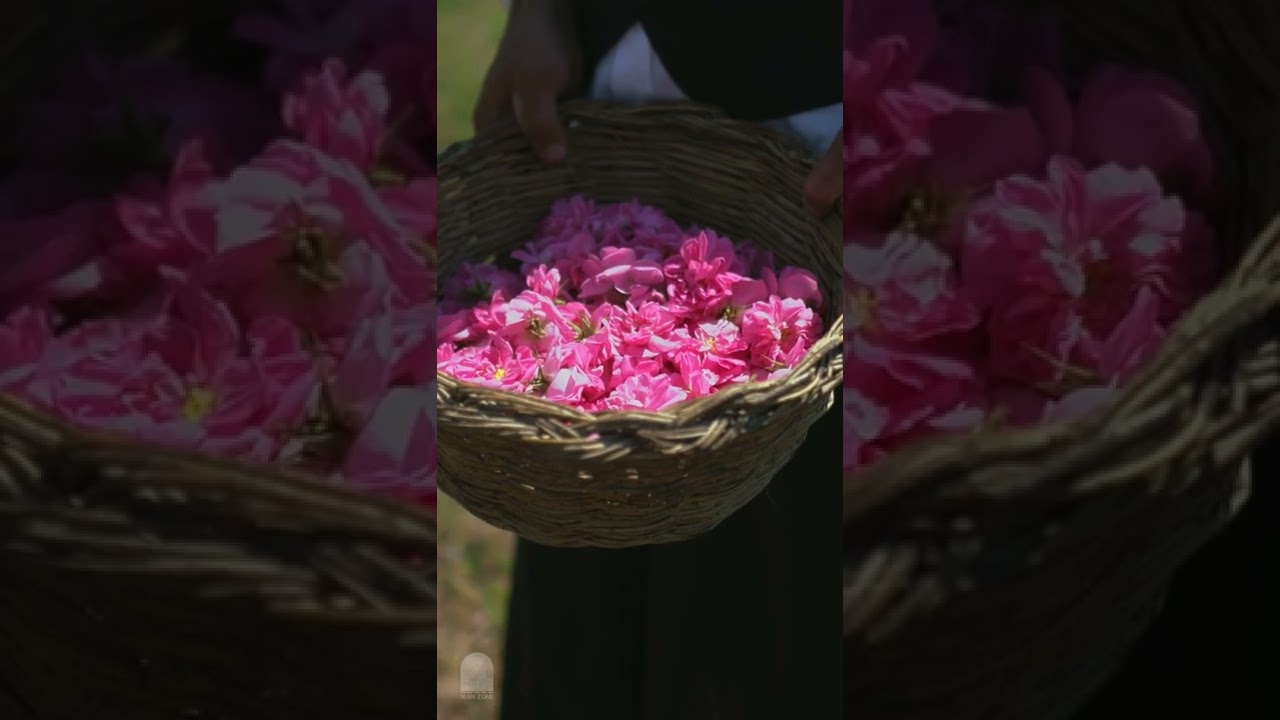 Picking Damask roses and preparing rose water in Barzok, Iran/ چیدن گل های سرخ و تهیه گلاب در برزک