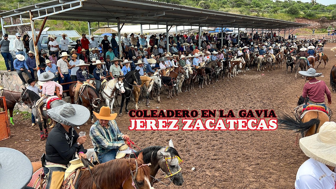 COLEADERO EN LA GAVIA JEREZ ZACATECAS 27 DE SEPTIEMBRE 2025