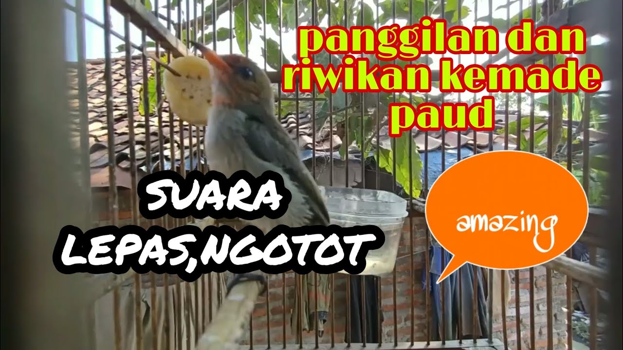 suara panggilan dan riwikan kemade paud TK gacor full