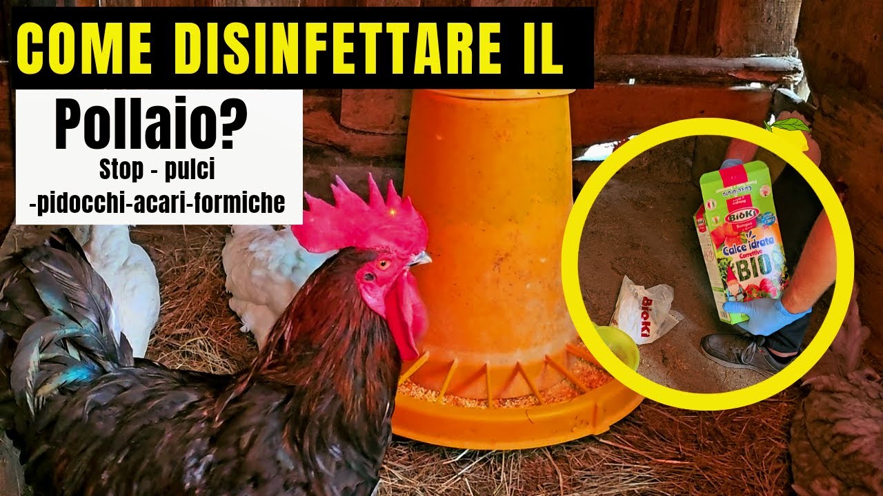 Come pulire e DISINFETTARE Il POLLAIO - ELIMINA: PULCI, FORMICHE,ACARI,PIDOCCHI