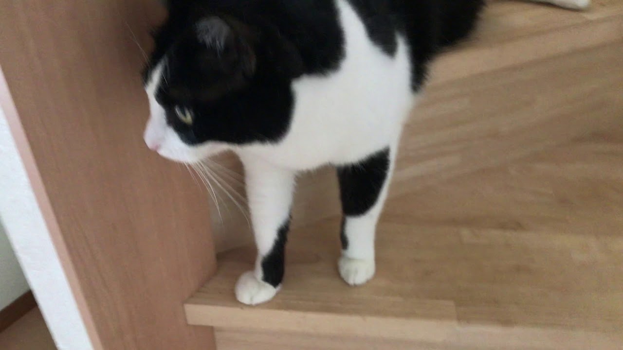 前足だけ下の段に置く猫