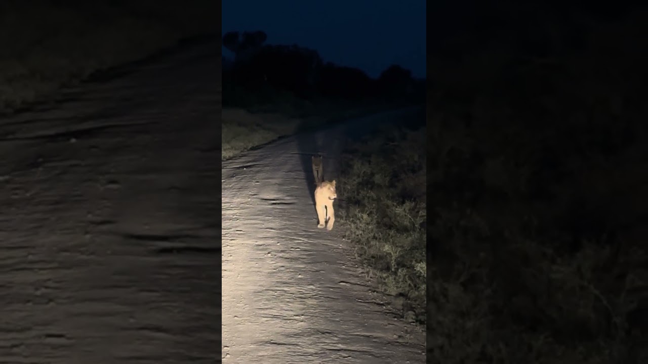 Night game drive on a Safari in Queen Elizabeth Np