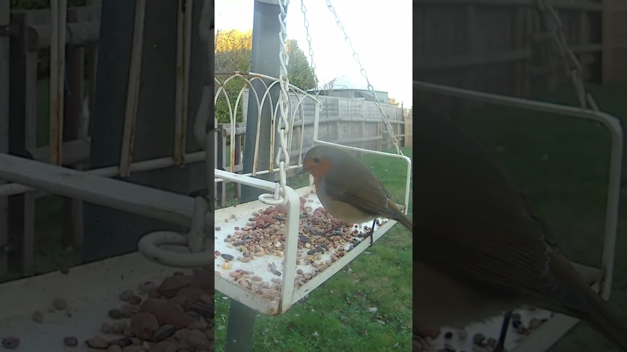 Robin stays for a bit  #birdfeeder #nature#wildlife #smallbirds #gardenbirds #wildlifevideos