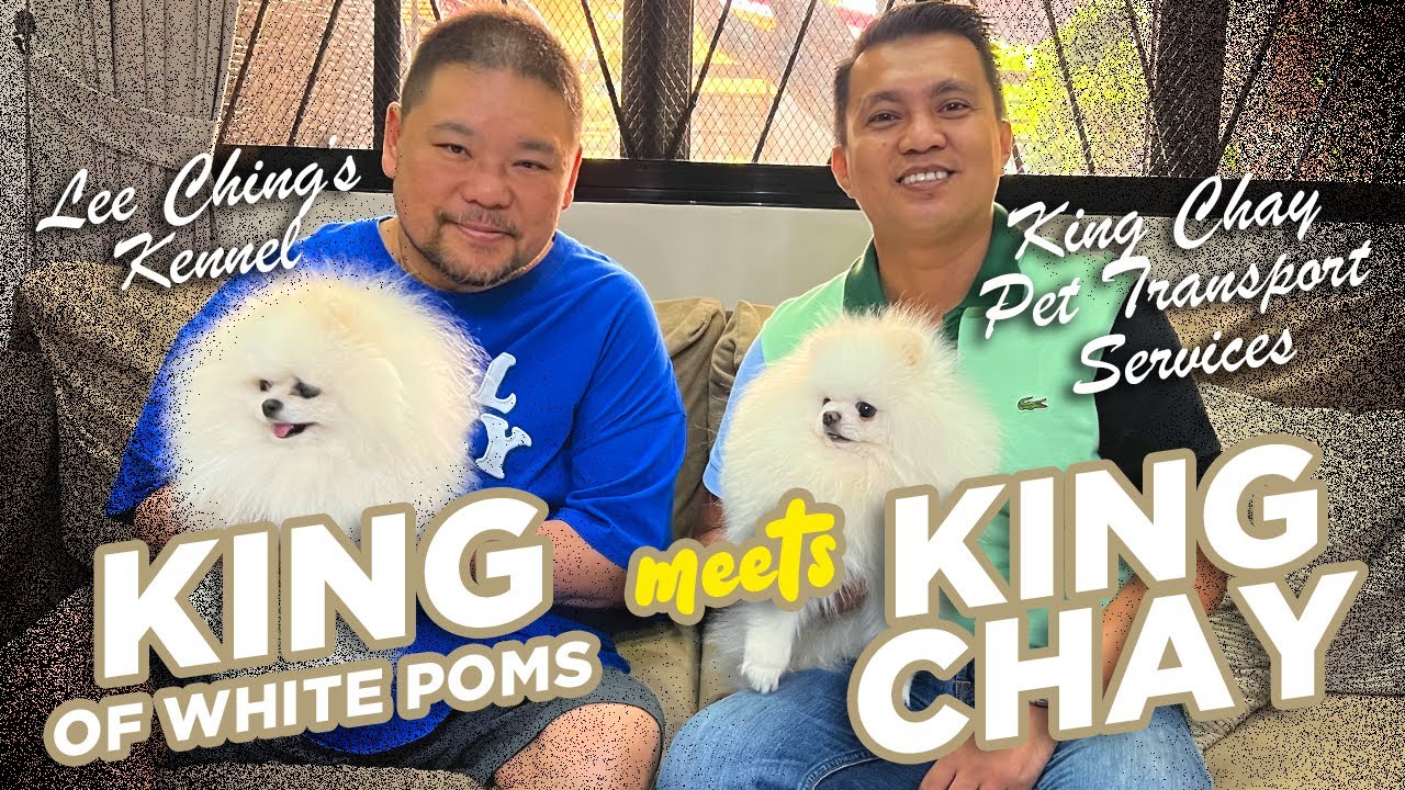 KING OF WHITE POMS | David Lee Ching's Kennel