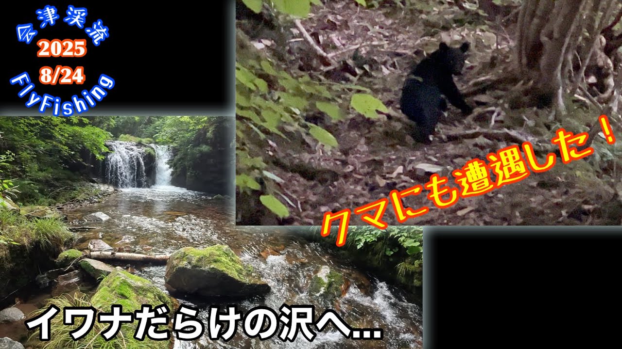 【会津渓流FlyFishing】イワナだらけの沢へ...（クマにも遭遇）