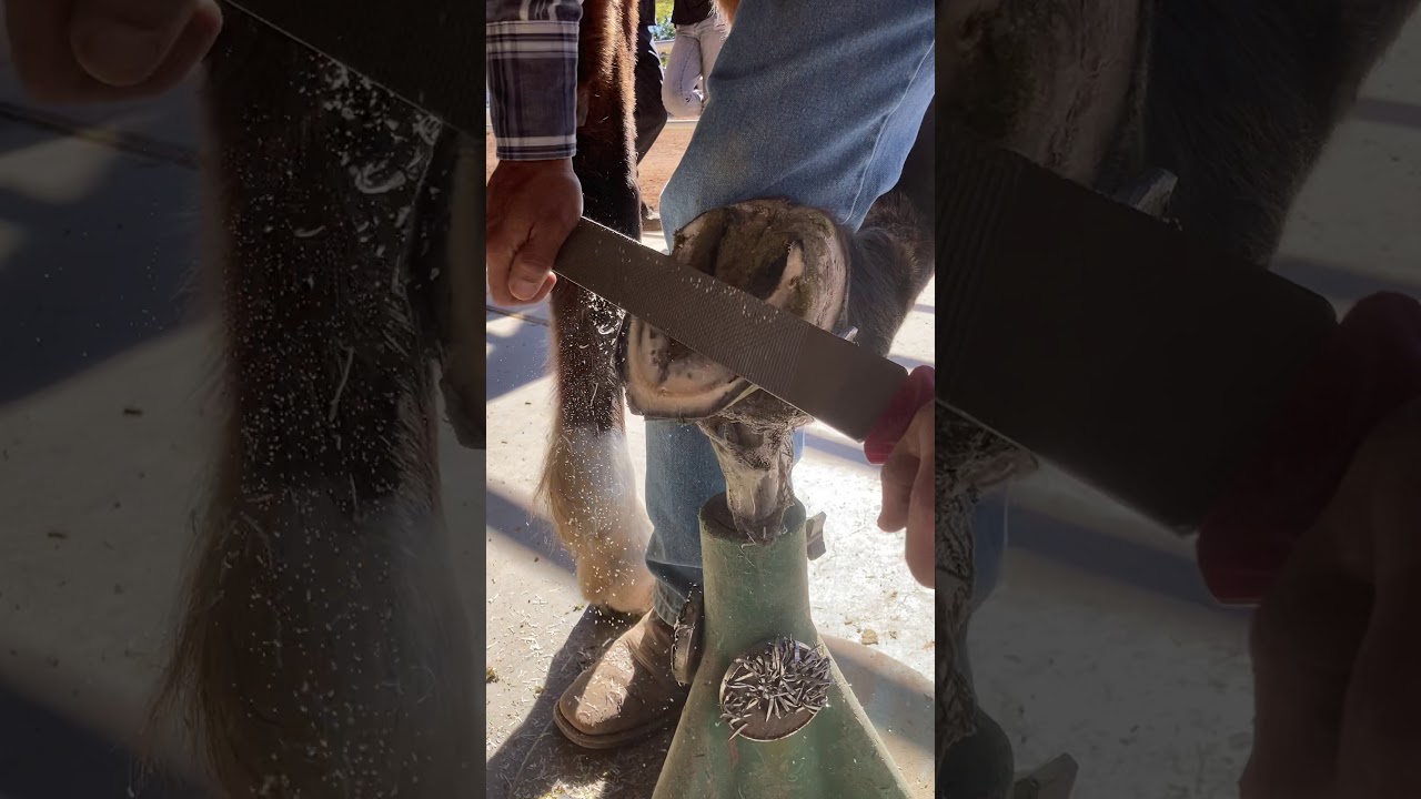 Cold shoeing demo