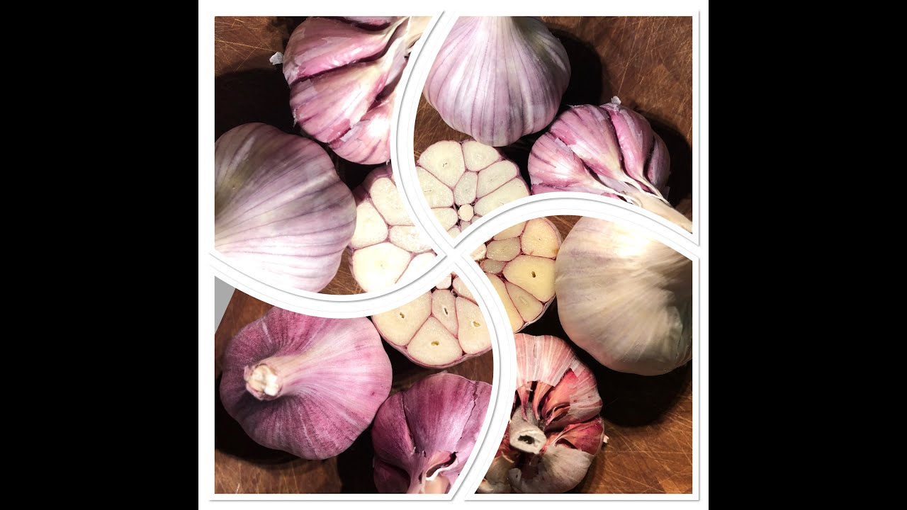 Garlic Types Explained