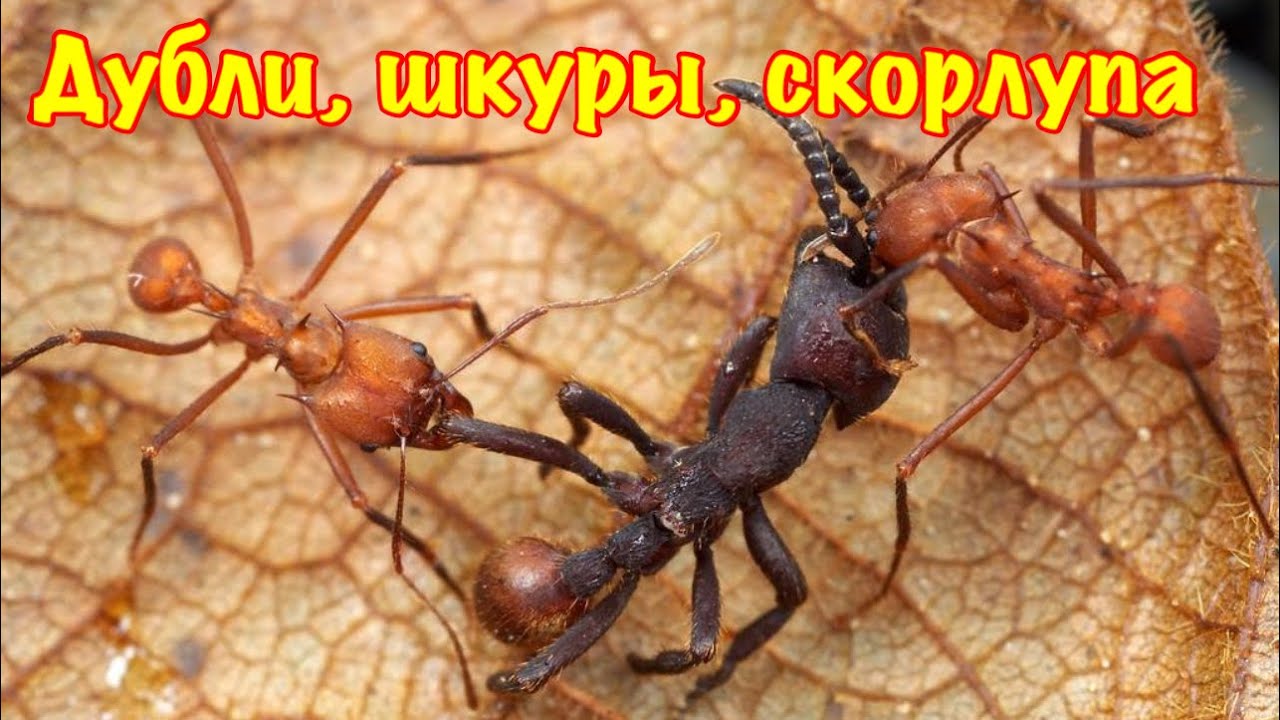 The Ants. Возврат дублей