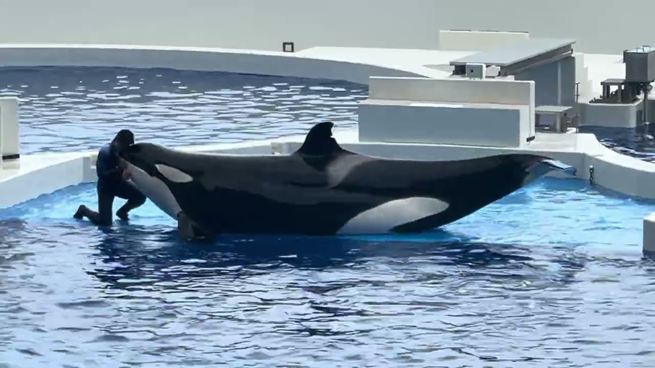 須磨　シャチ　20240622