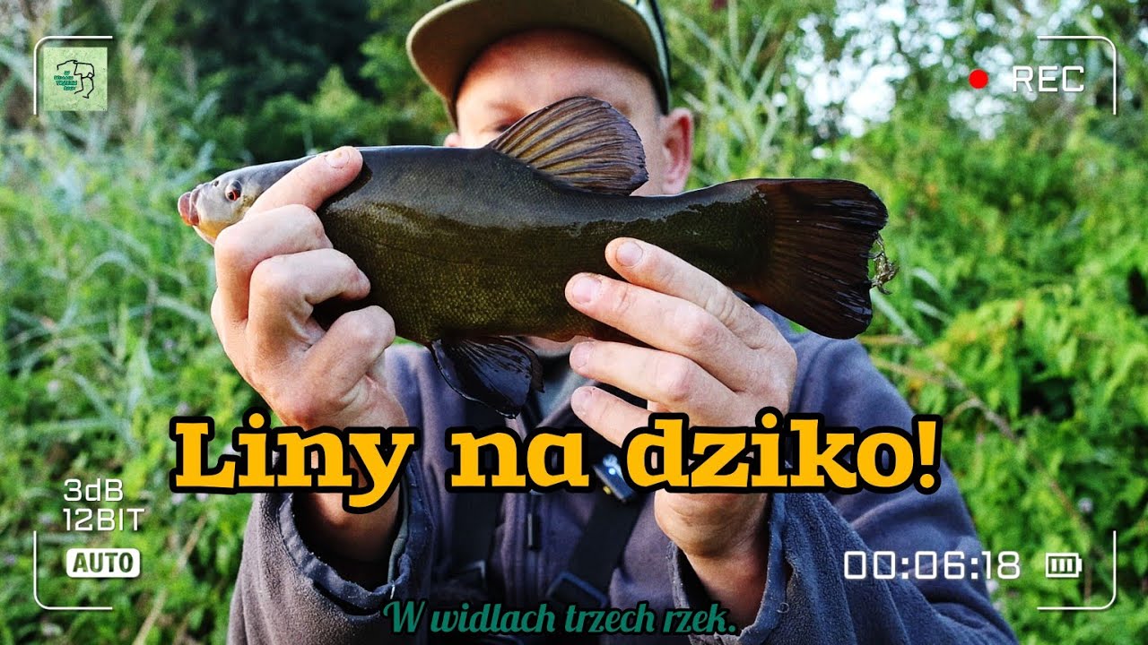 Ryby na spławik! Łowimy LINY na jeziorku! Wędkarstwo 2024! :)
