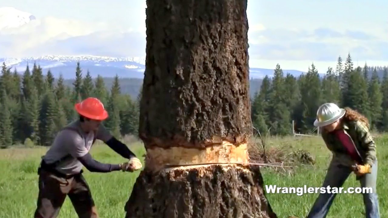 Felling Giant Tree With Crosscut Saw