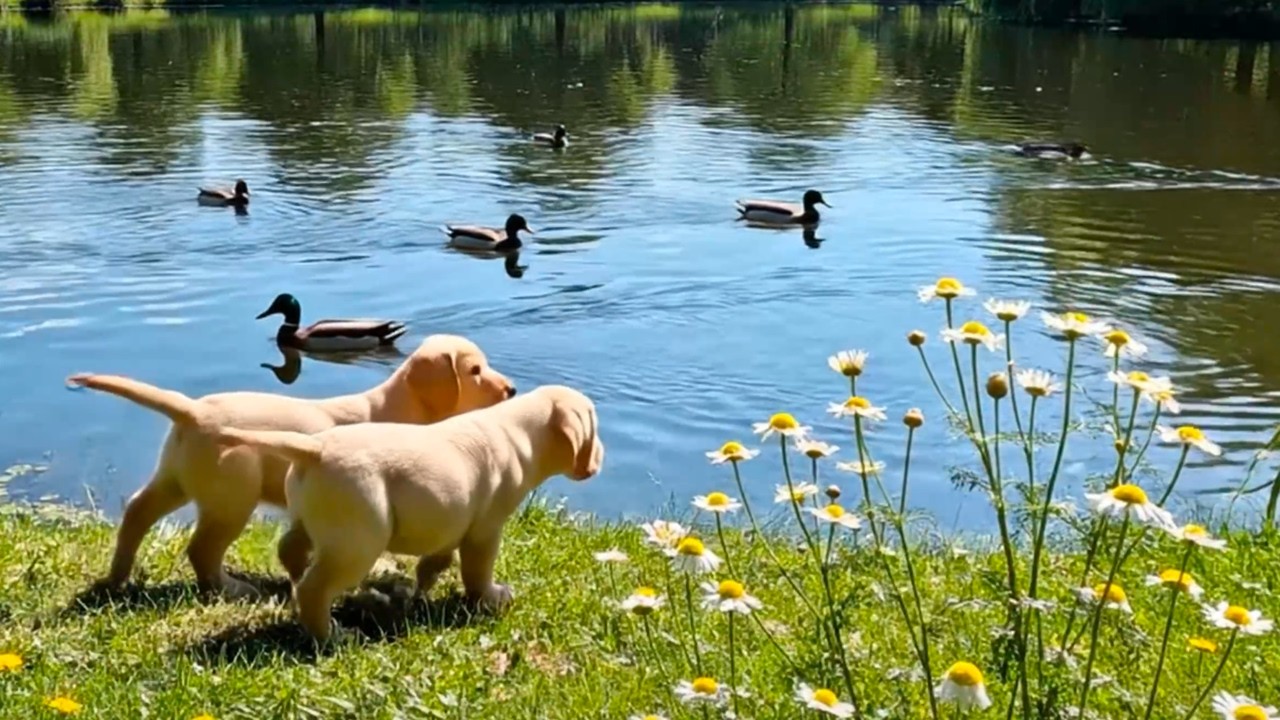 12 ЧАСОВ! Dog TV 🐶 Успокаивающая фортепианная музыка и снятие тревоги для счастливых щенков 🎶 (4K)