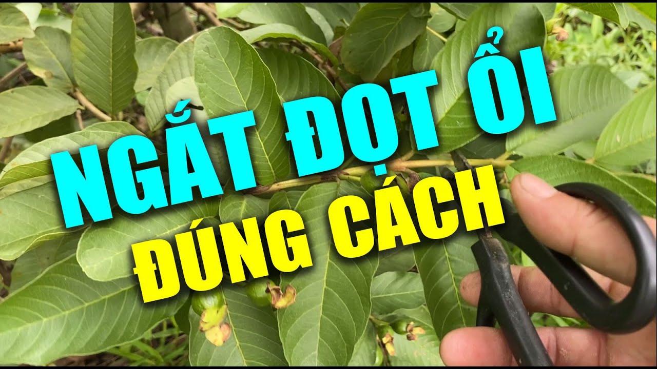 Ngắt đọt ổi đúng cách