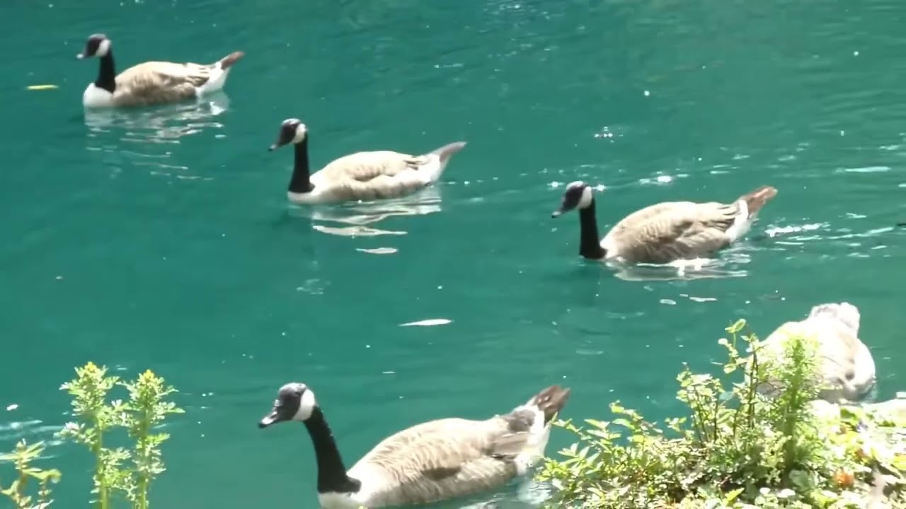 Peasholm Park, Scarborough 