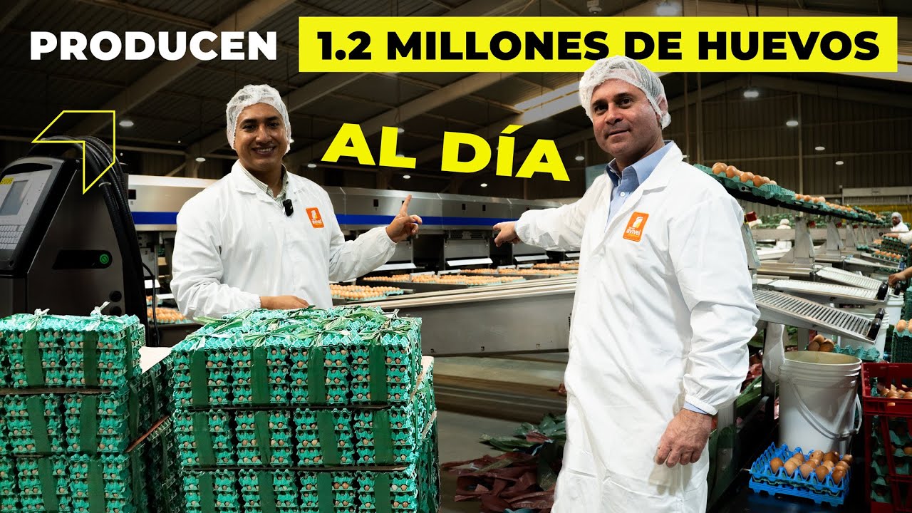 Entre a una fábrica que produce 1.2 millones de huevos al día ¿Cómo lo hacen?: Raúl Velit, Avivel