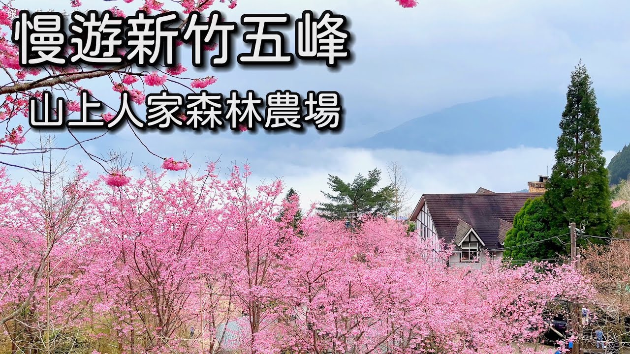 慢遊新竹山上人家櫻花季2025｜粉紅富士櫻長龍路線完整介紹｜台灣新竹觀光旅遊景點