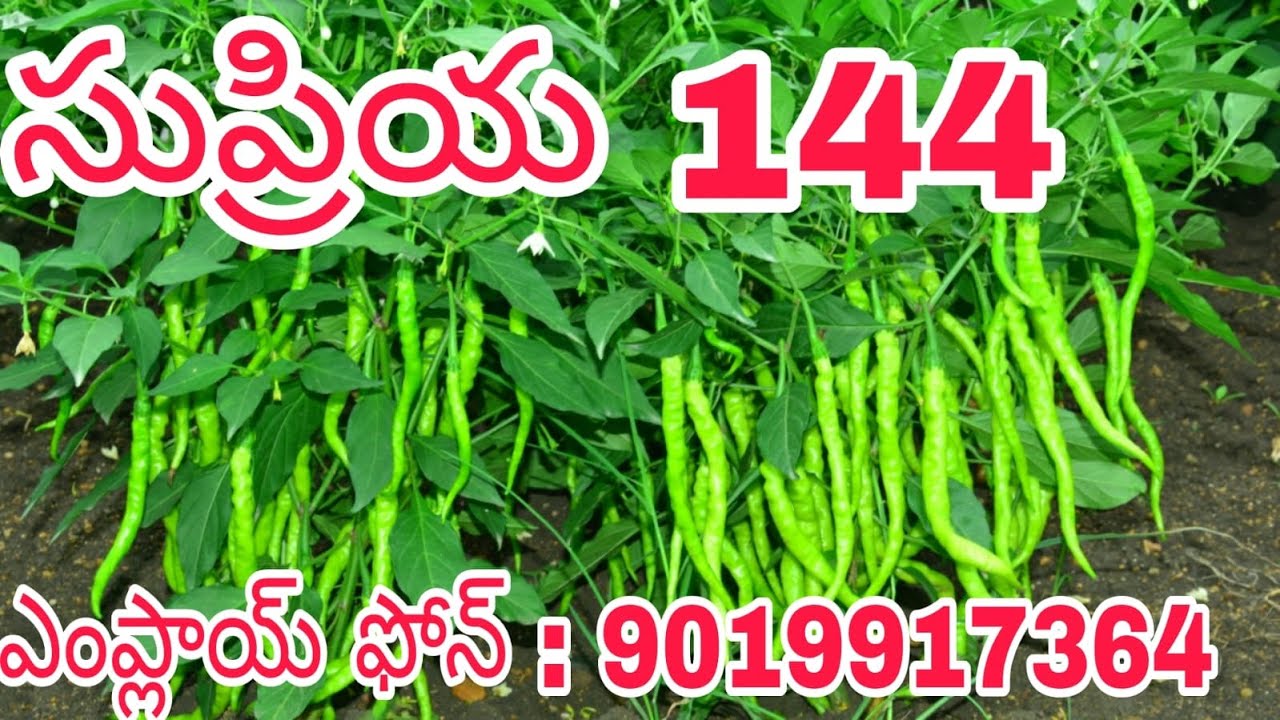 F1 Hybrid Chilli MELYNA SUPRIYA 144, 9019917370 , 7337646464 (Farmer Care), Green Chilli