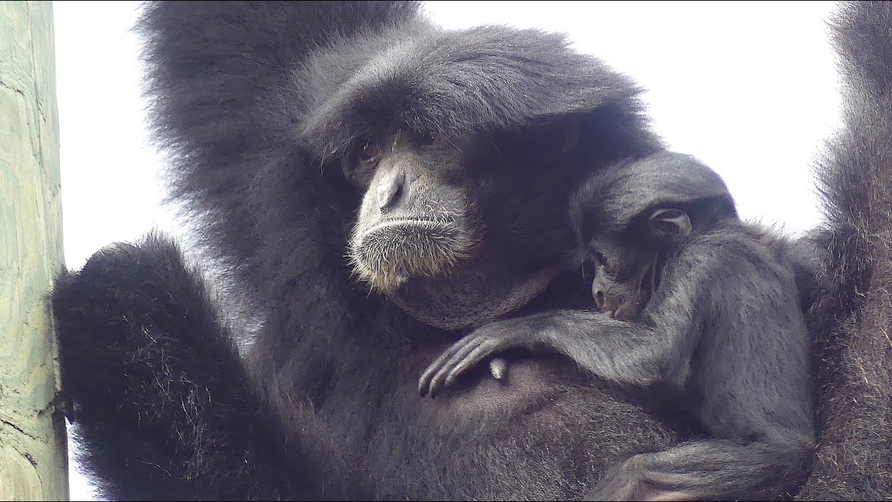 Siamang Gibbon Baby Clings to Mom around Active Family